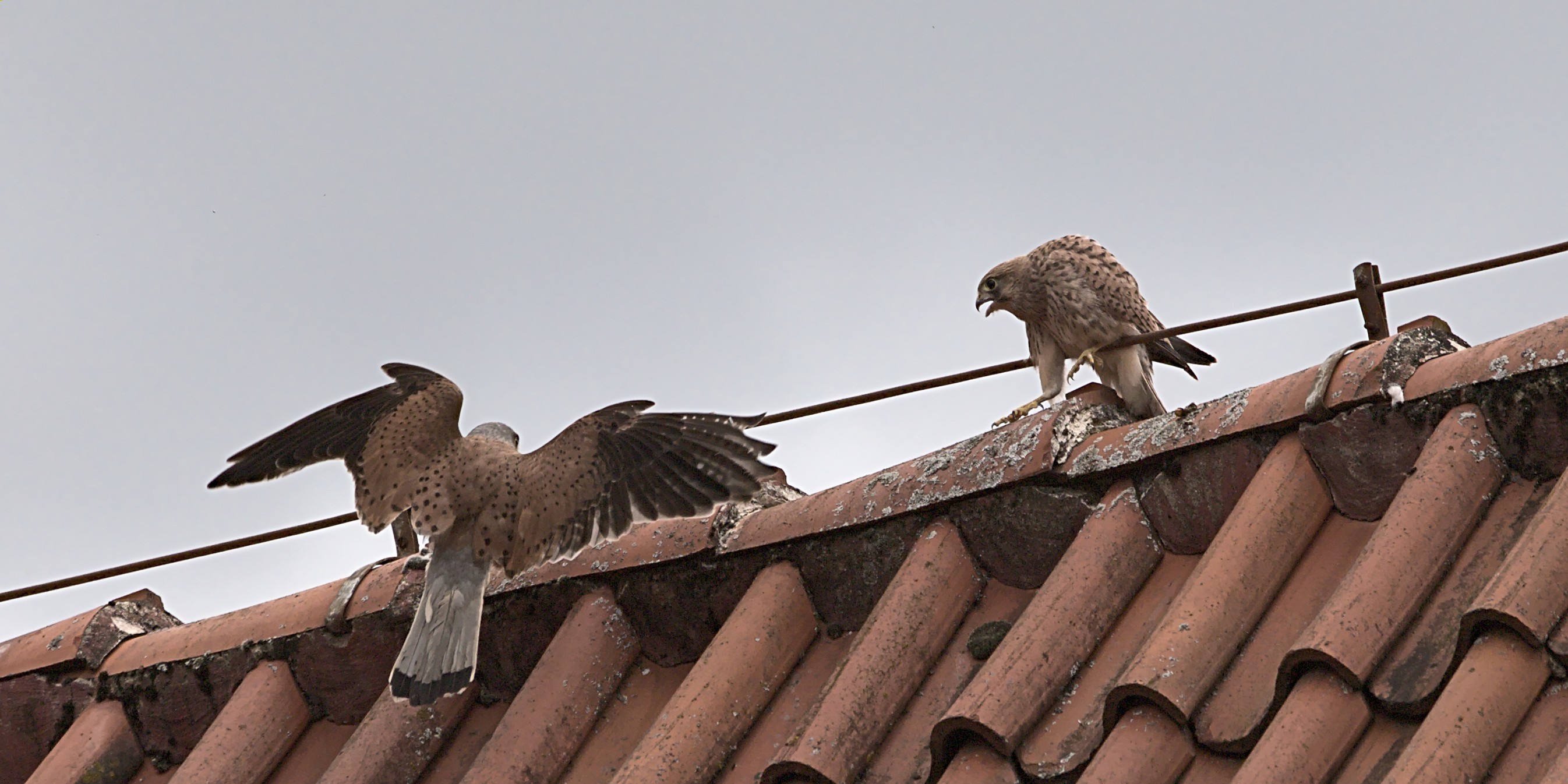 Turmfalkenjunges bekommt Futter (Serie)